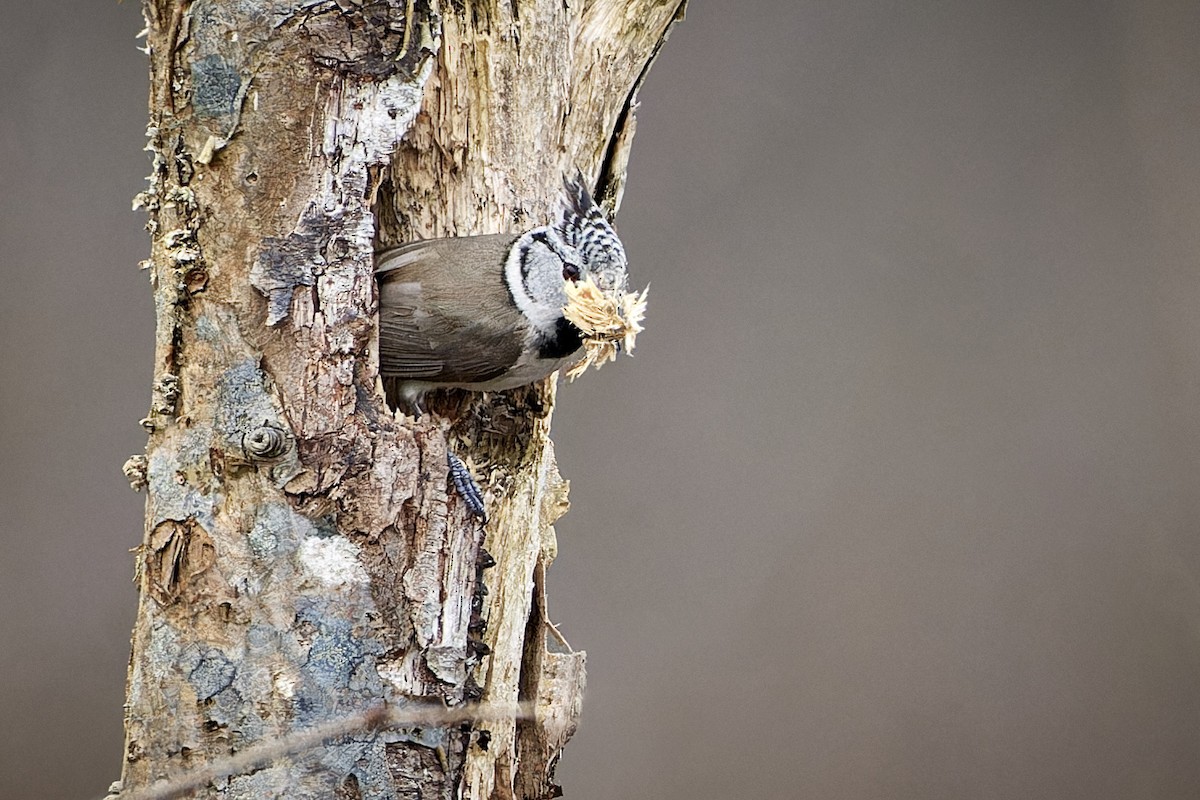 Crested Tit - ML588532551