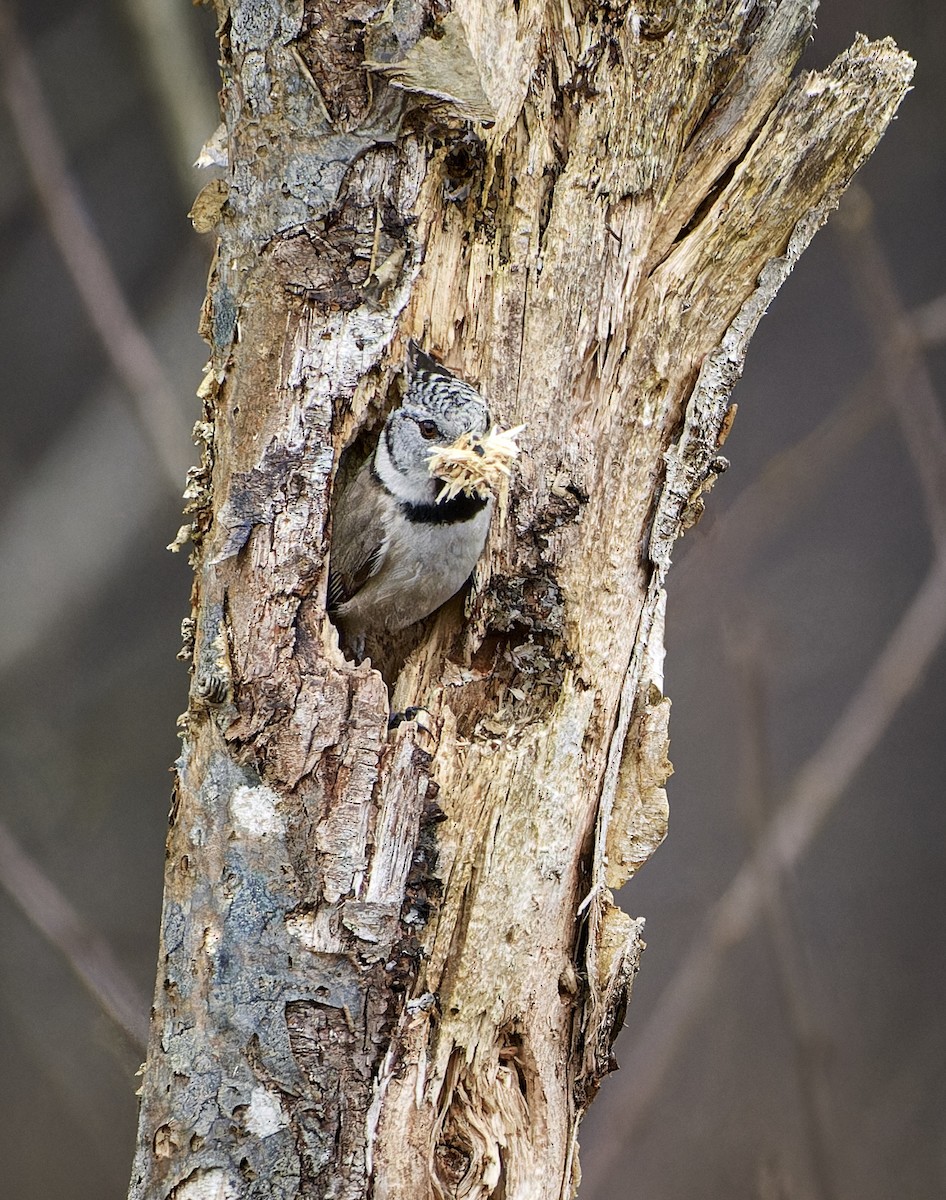Crested Tit - ML588532611