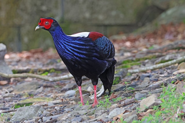 Swinhoe's Pheasant - eBird