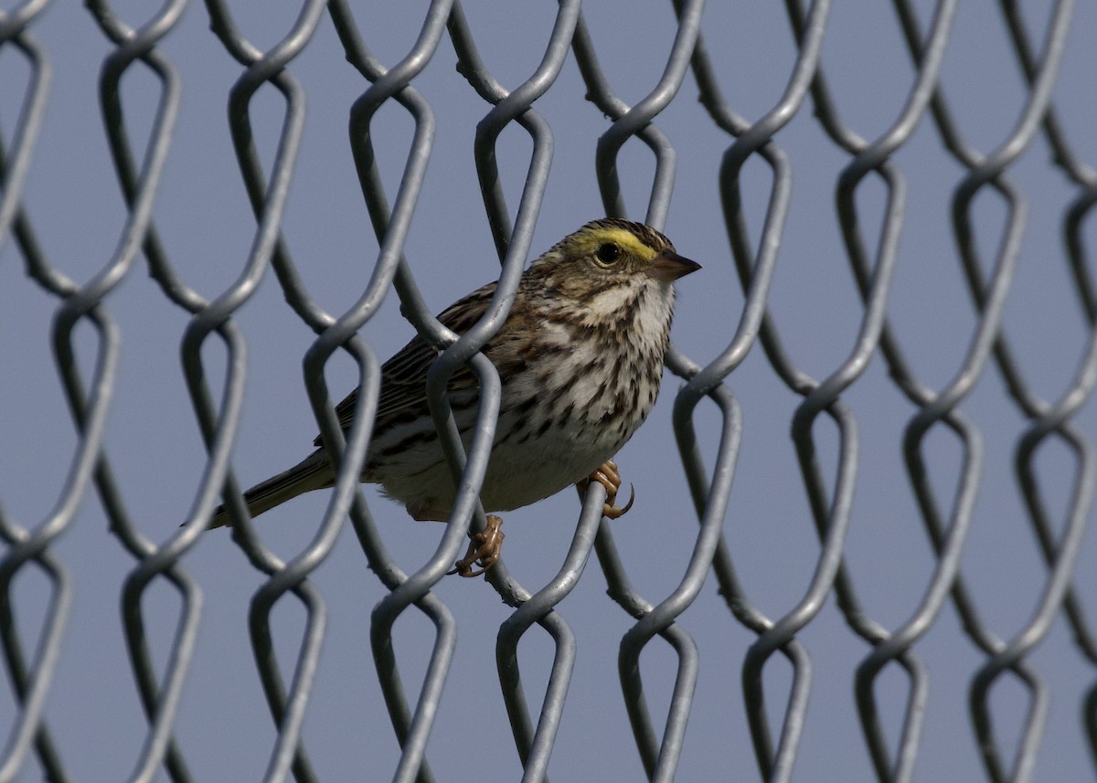 Savannah Sparrow - ML588536581
