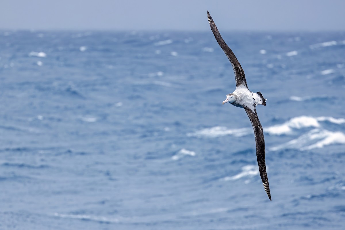 Albatros hurleur, A. de Tristan da Cunha ou A. des Antipodes - ML588542131
