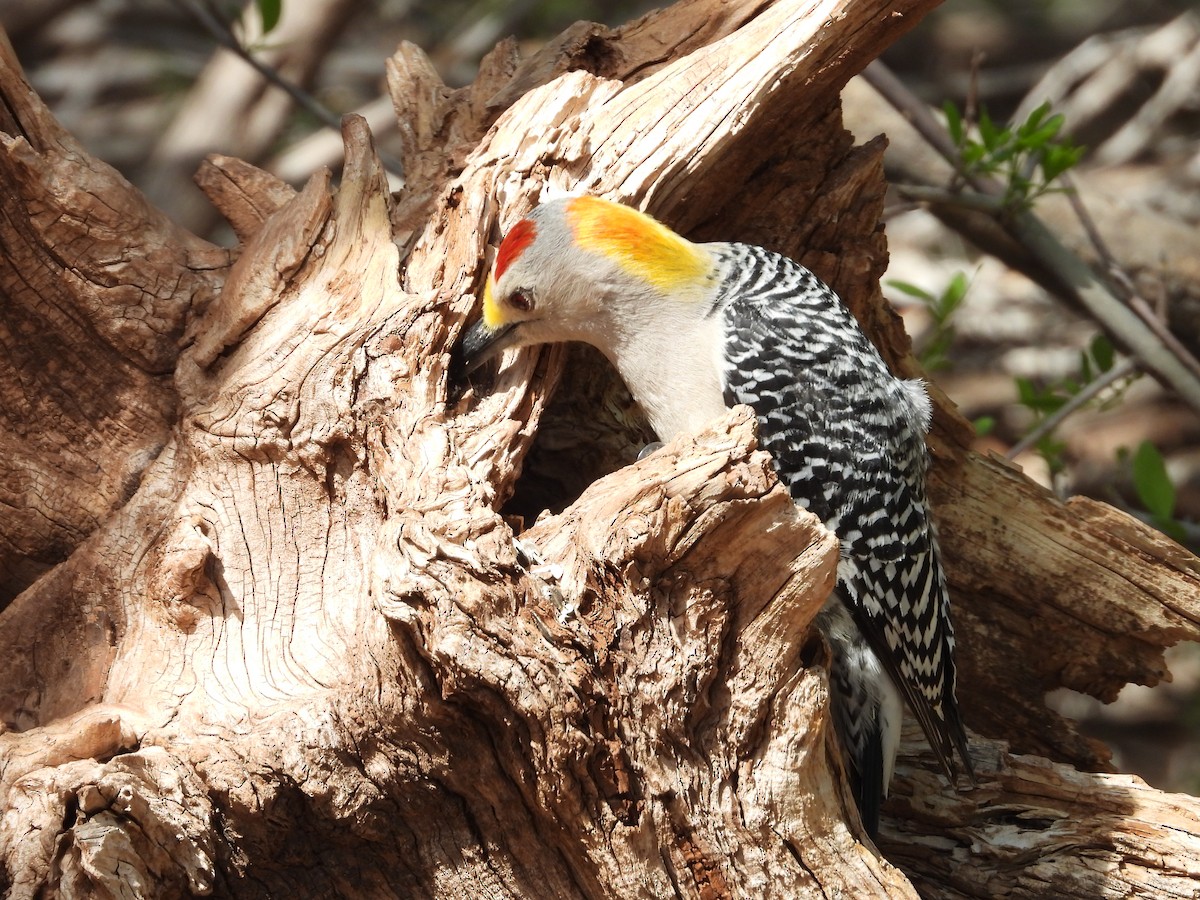 Golden-fronted Woodpecker - ML588543831