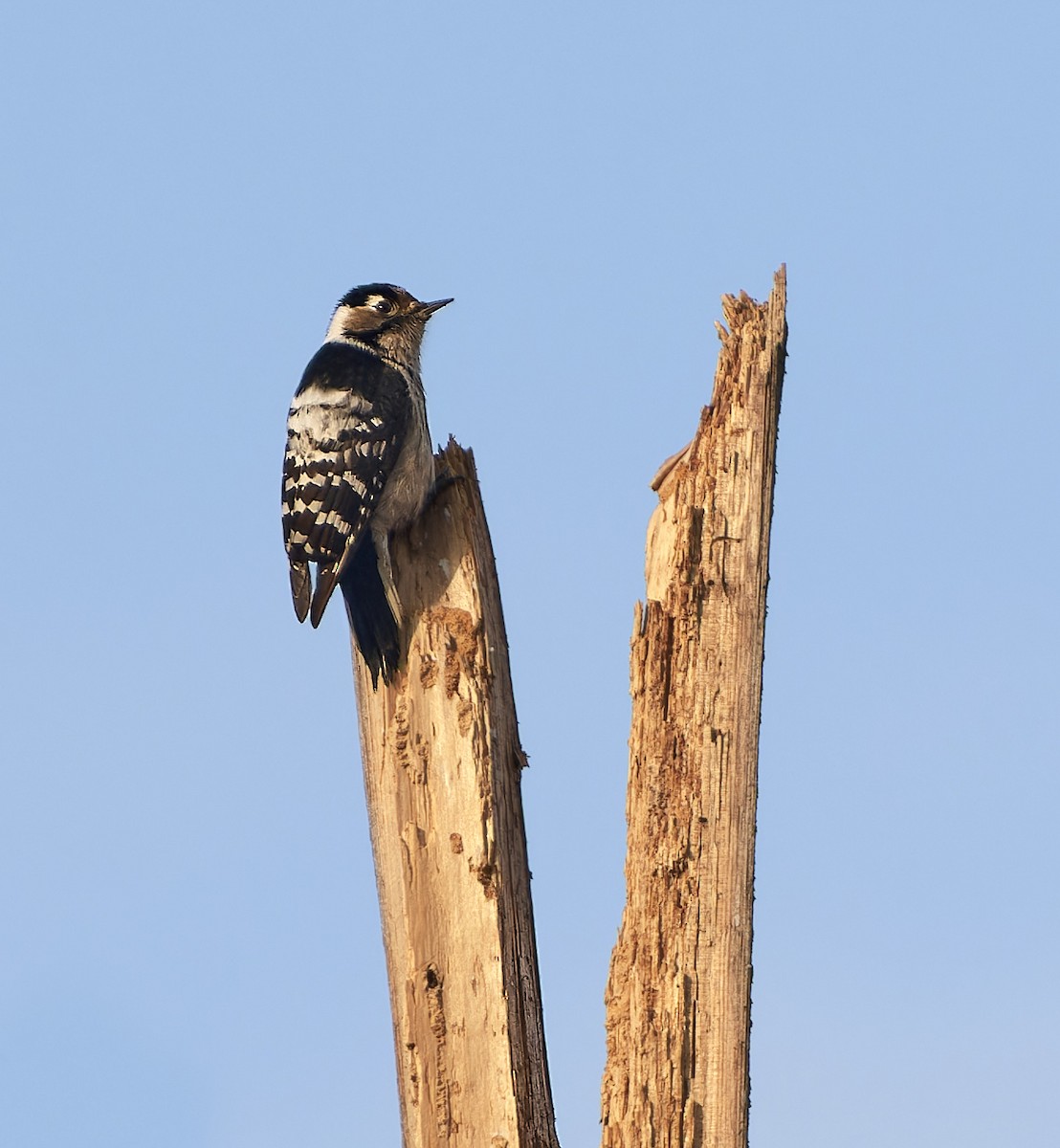 Lesser Spotted Woodpecker - ML588545101