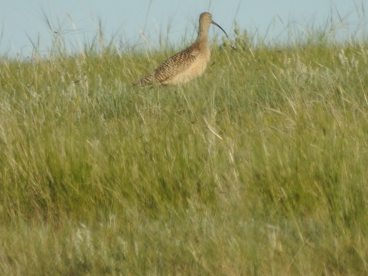 Long-billed Curlew - ML588545631