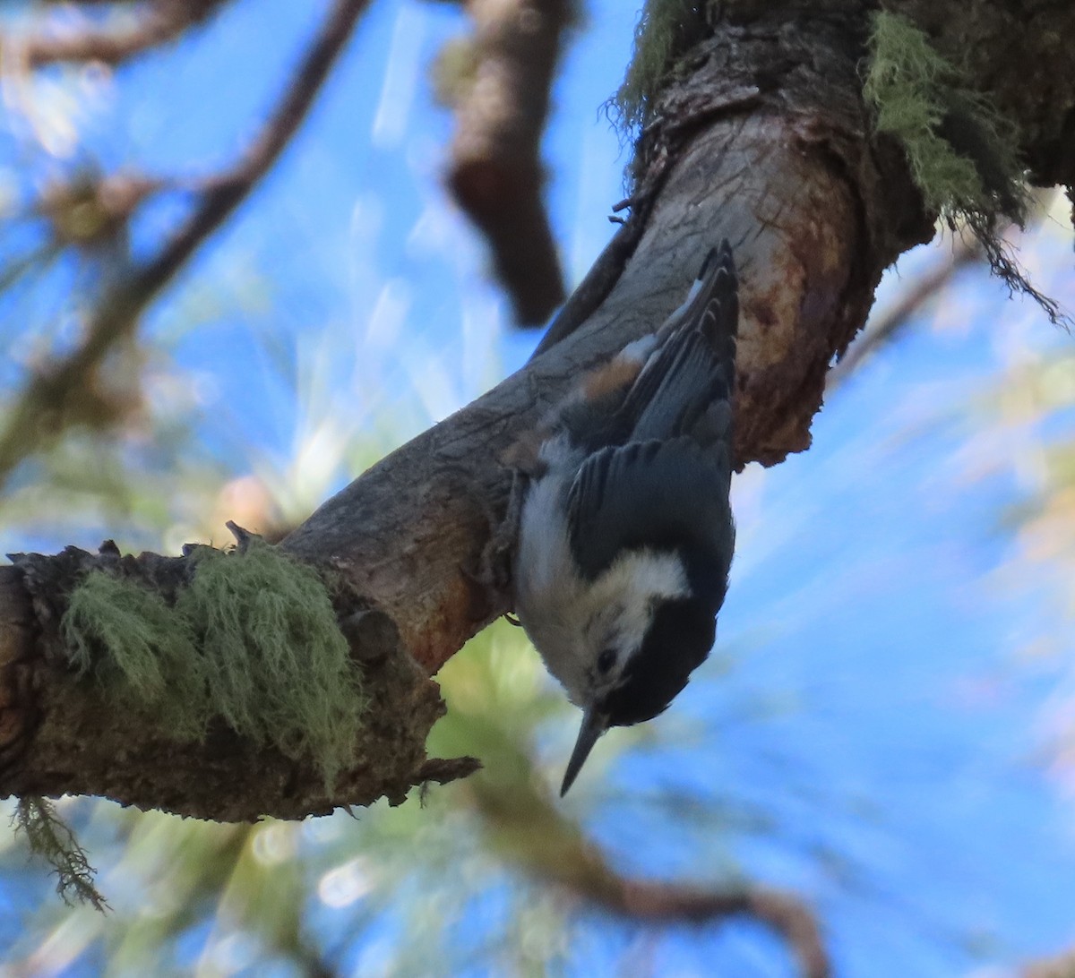 White-breasted Nuthatch - ML588547061