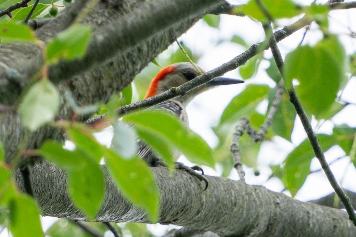 Red-bellied Woodpecker - ML588550271
