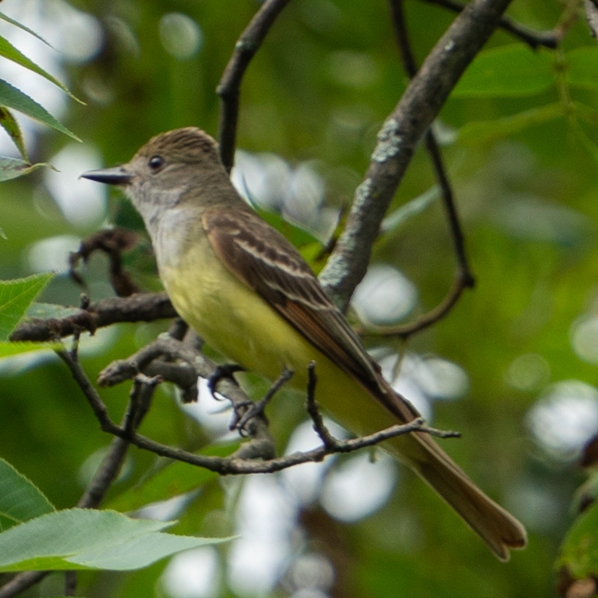 Great Crested Flycatcher - ML588550691