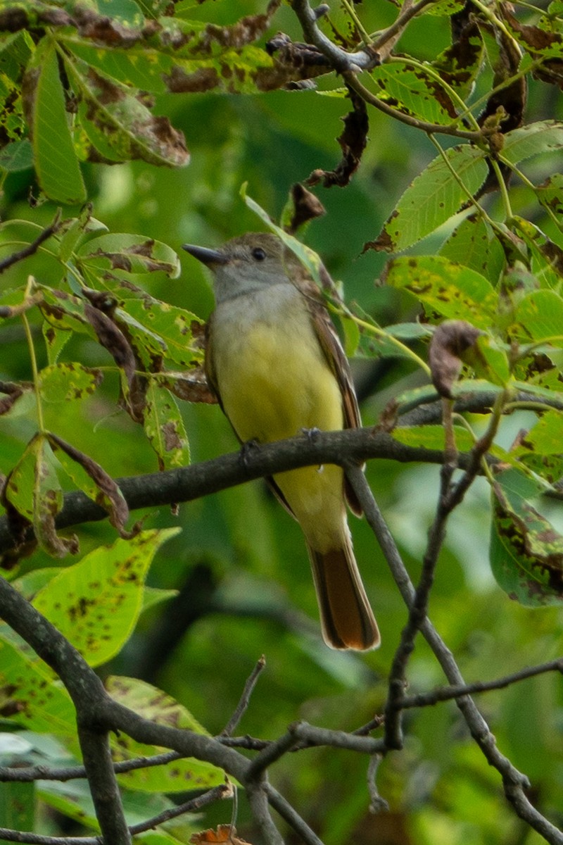 Great Crested Flycatcher - Keith Lea