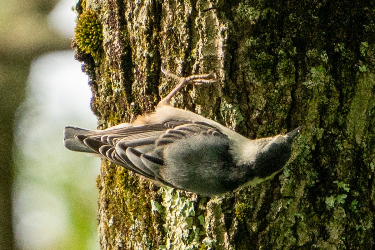 White-breasted Nuthatch - ML588551701