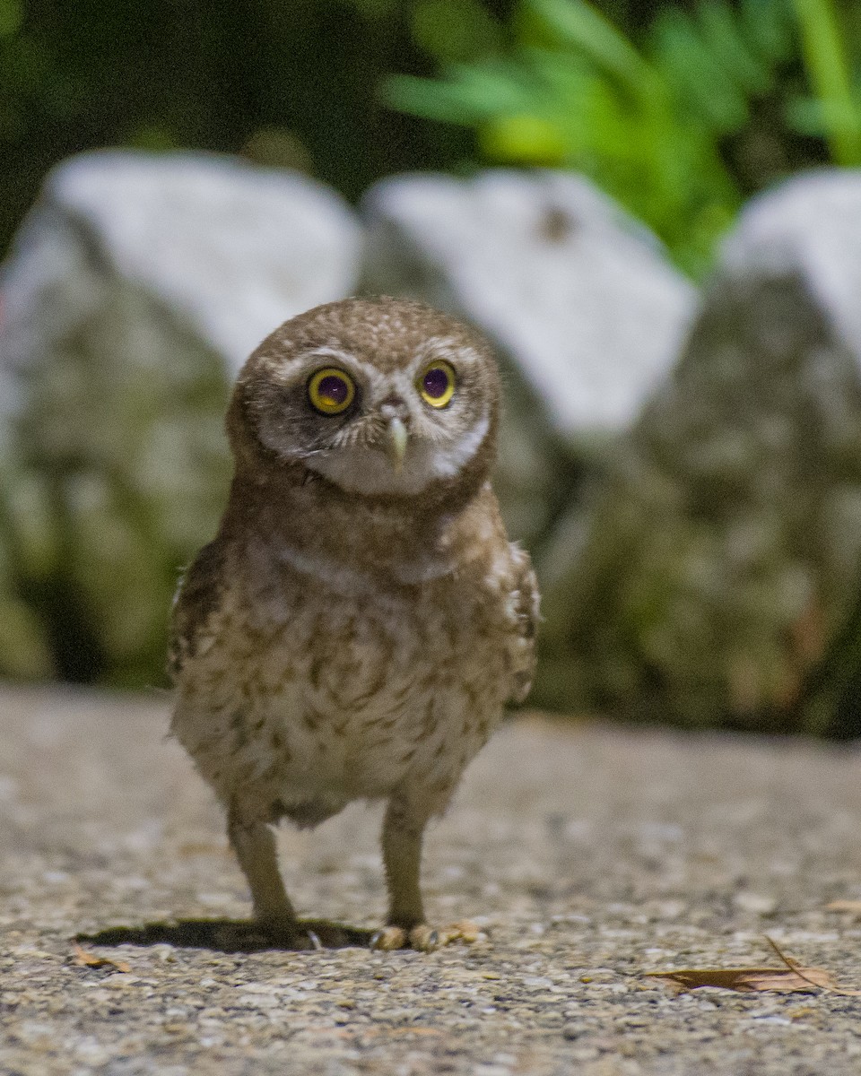 Spotted Owlet - ML588554471