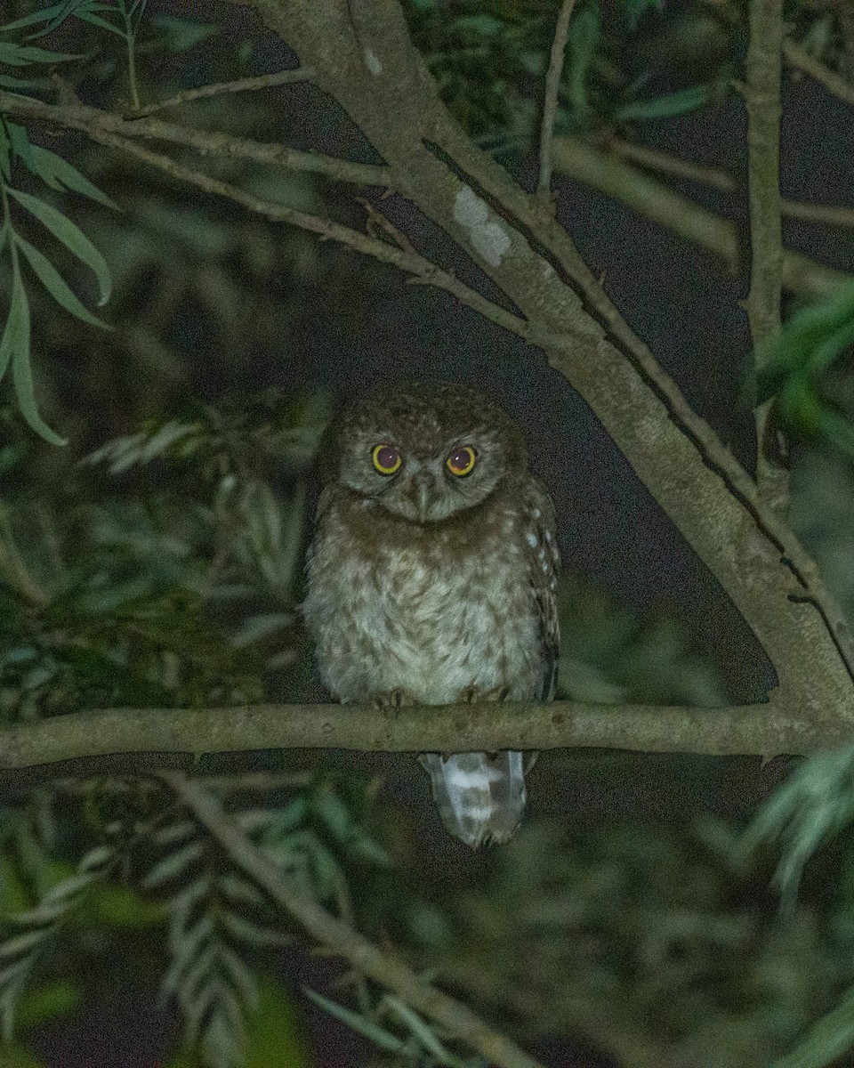 Spotted Owlet - ML588554501