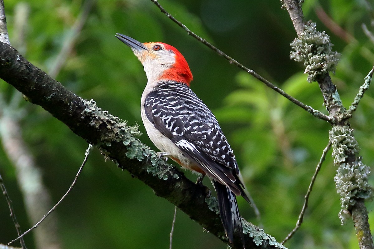 Red-bellied Woodpecker - ML588554961