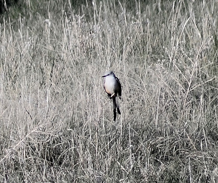 Scissor-tailed Flycatcher - Brandon K. Percival