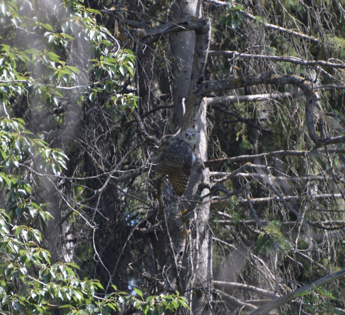 Great Horned Owl - ML588562641