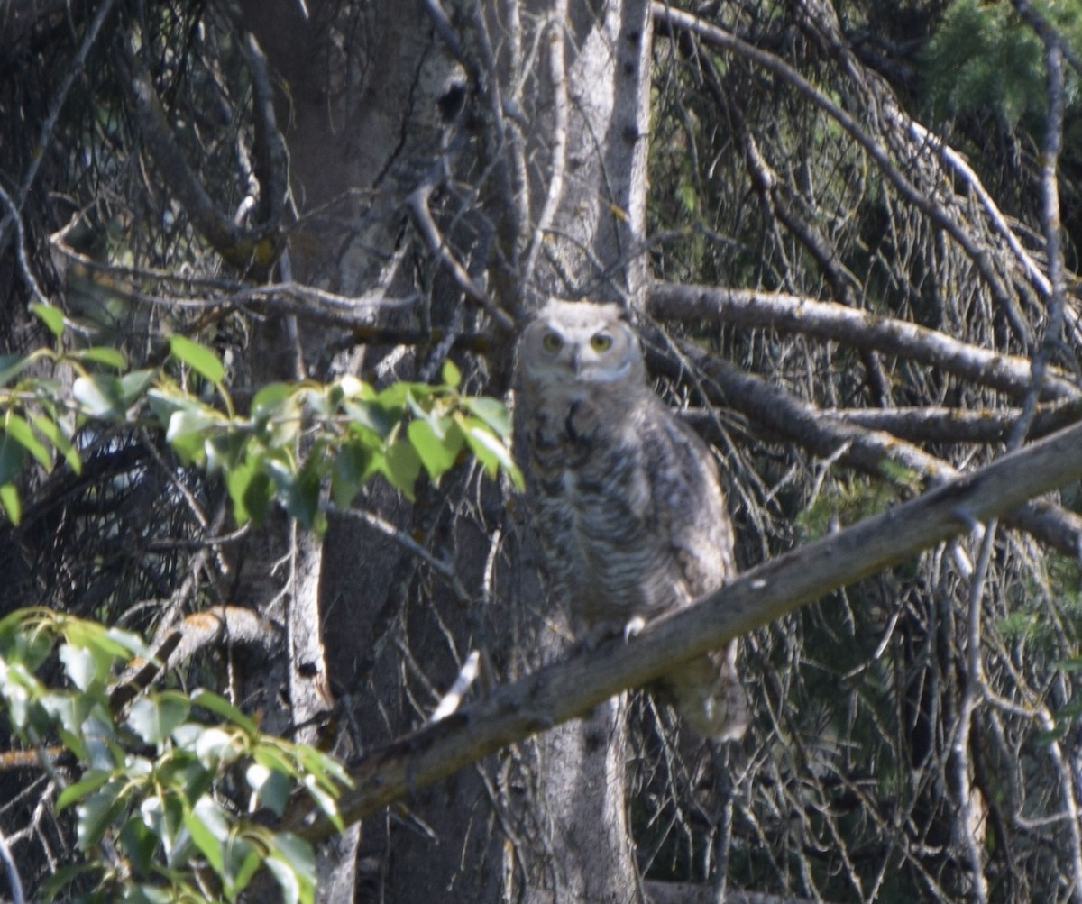 Great Horned Owl - ML588562721