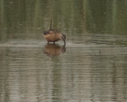 Long-billed Dowitcher - ML588567421