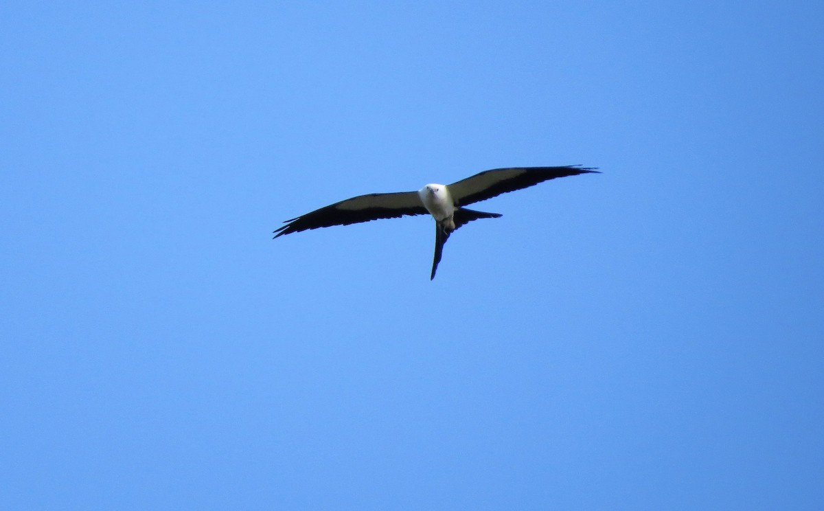 Swallow-tailed Kite - ML58857511