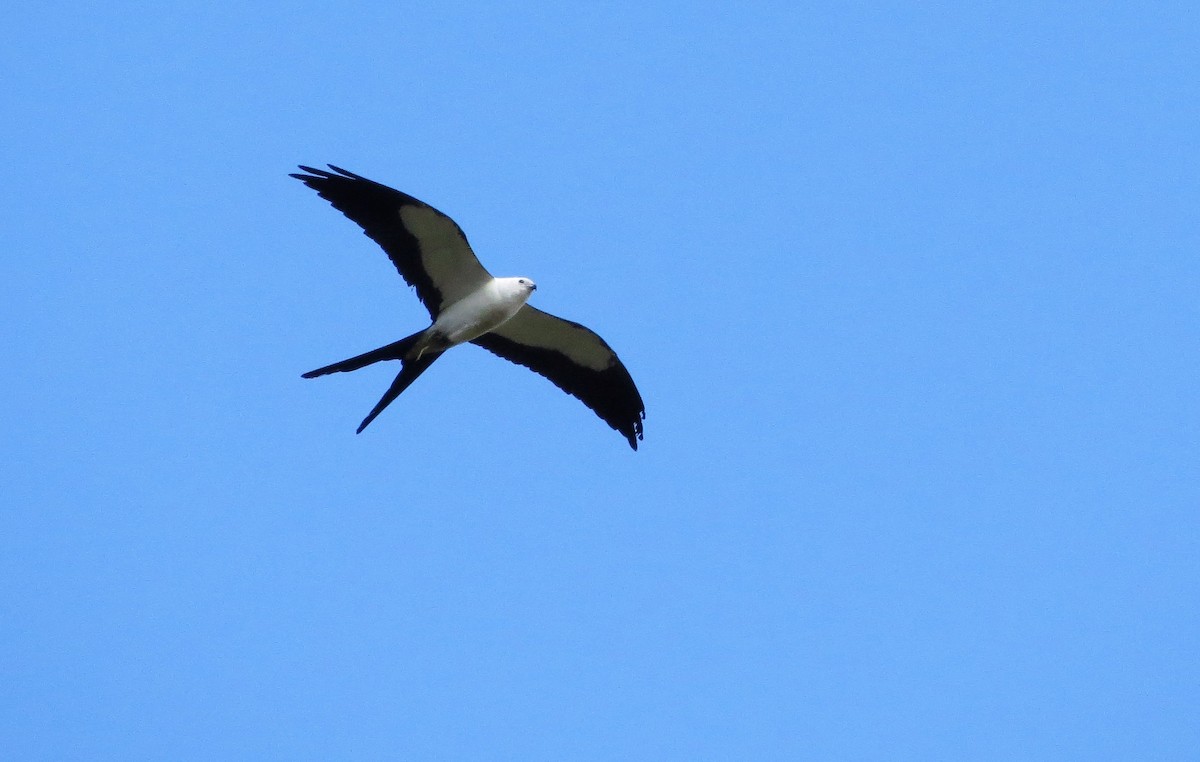 Swallow-tailed Kite - Susan Young