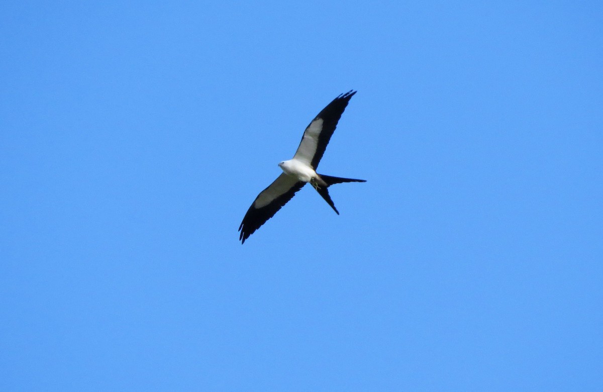 Swallow-tailed Kite - Susan Young