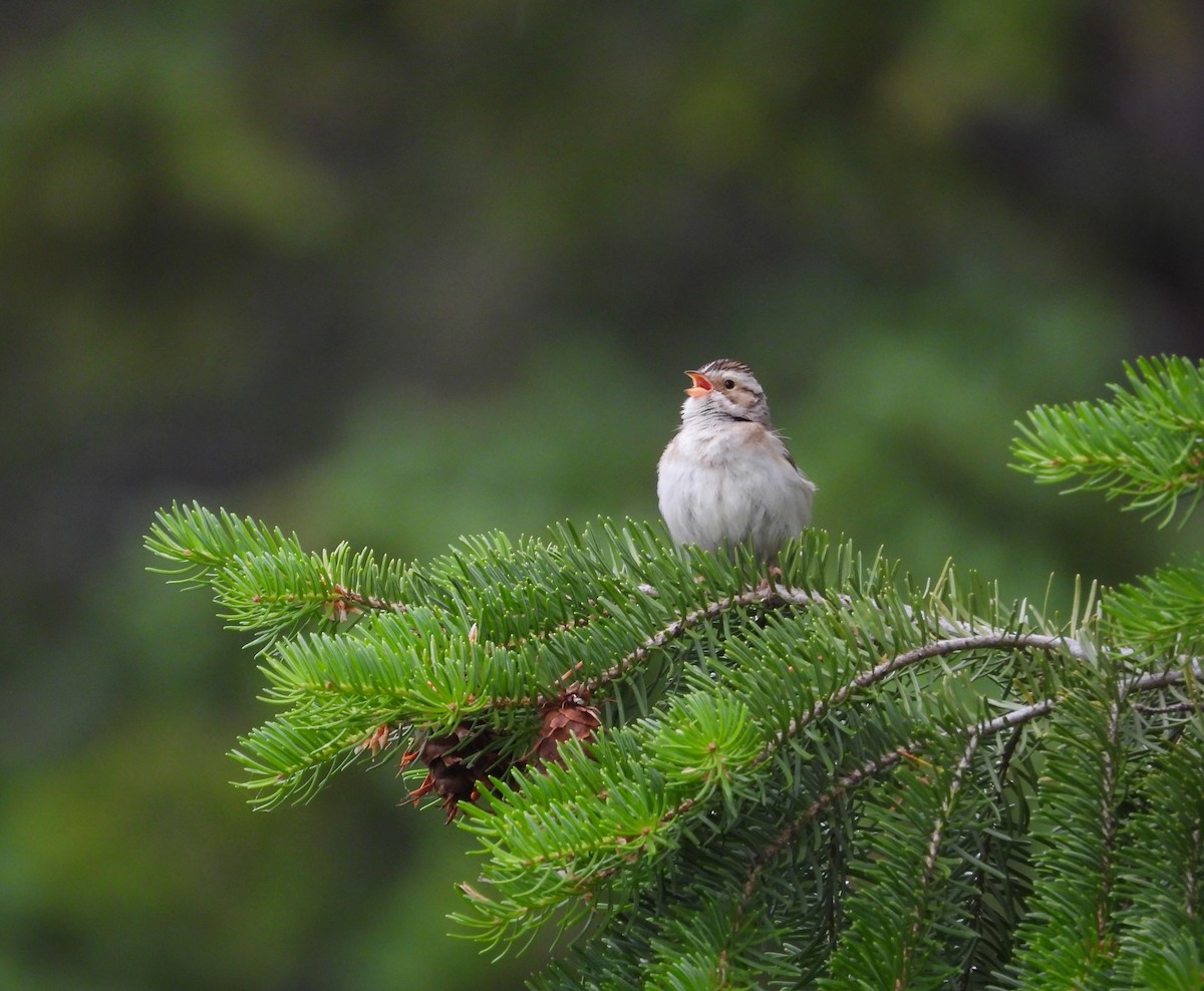 Clay-colored Sparrow - ML588576951