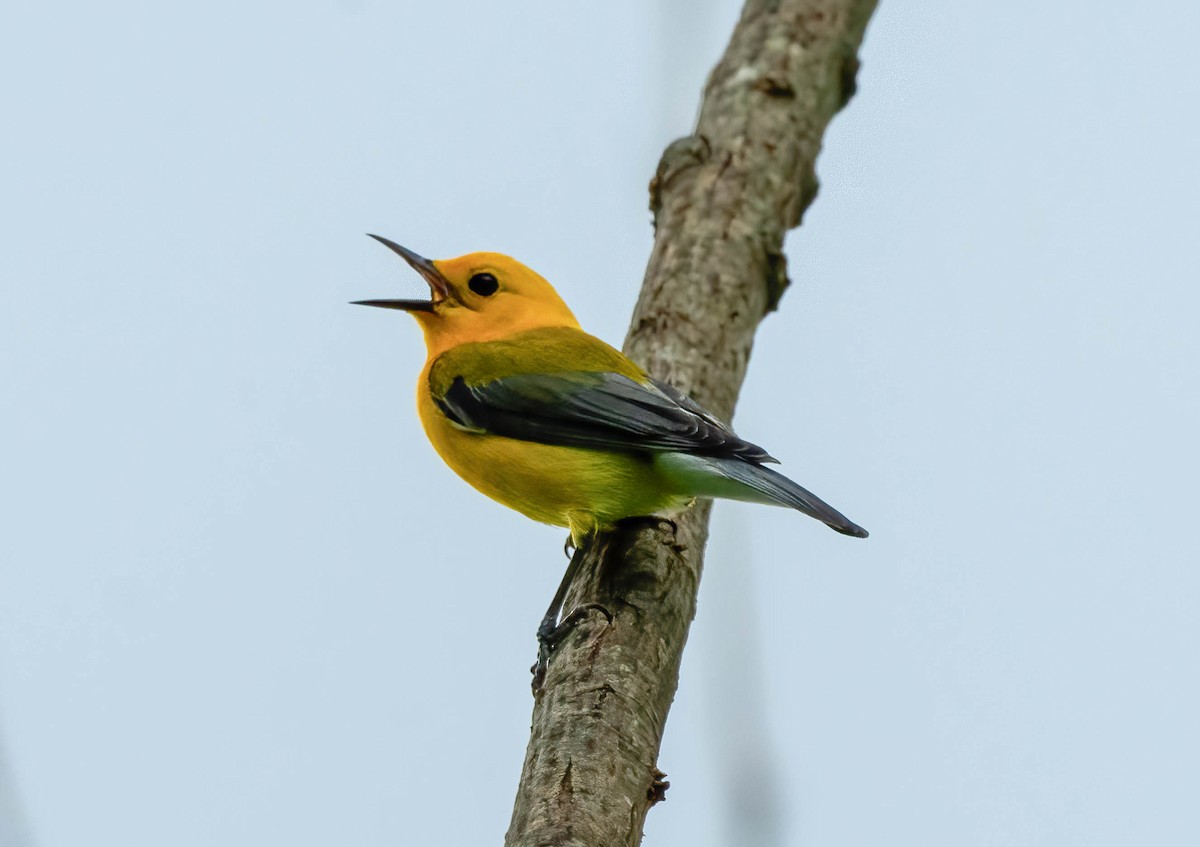 Prothonotary Warbler - ML588580701