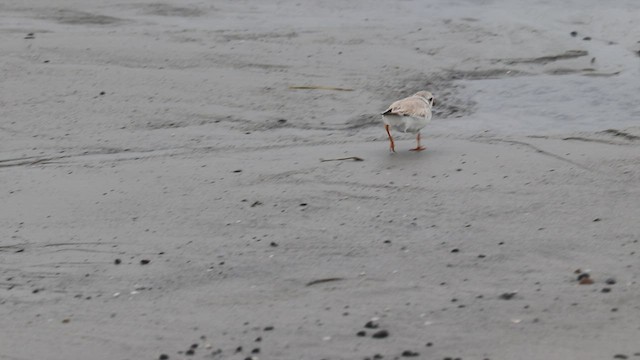 Piping Plover - ML588584531