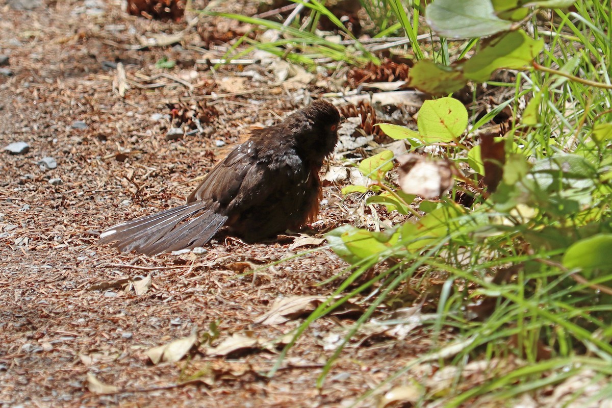 Spotted Towhee - D Ross Fisher