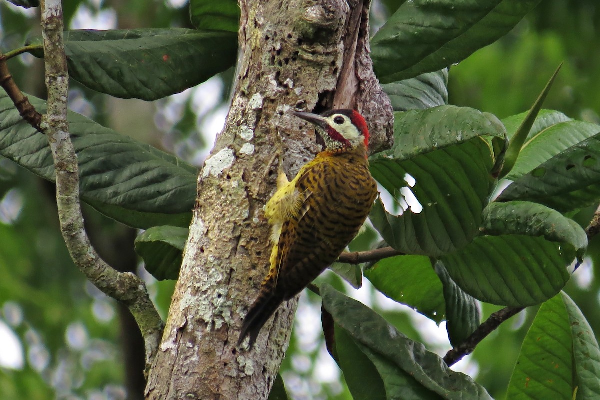 Spot-breasted Woodpecker - Tomaz Melo