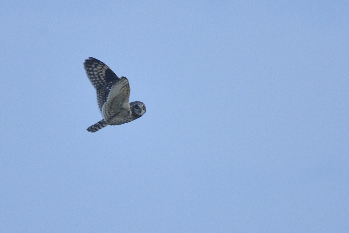 Short-eared Owl (Northern) - ML588589971