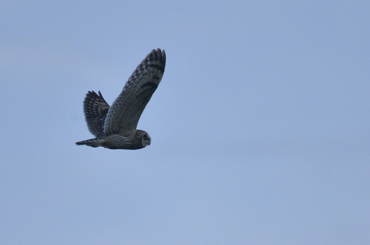 Short-eared Owl (Northern) - ML588590051