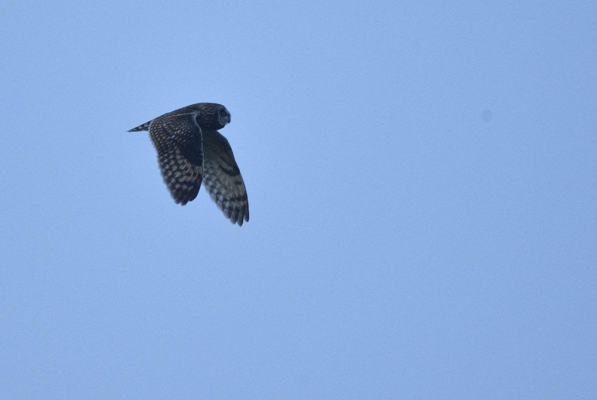 Short-eared Owl (Northern) - ML588590061