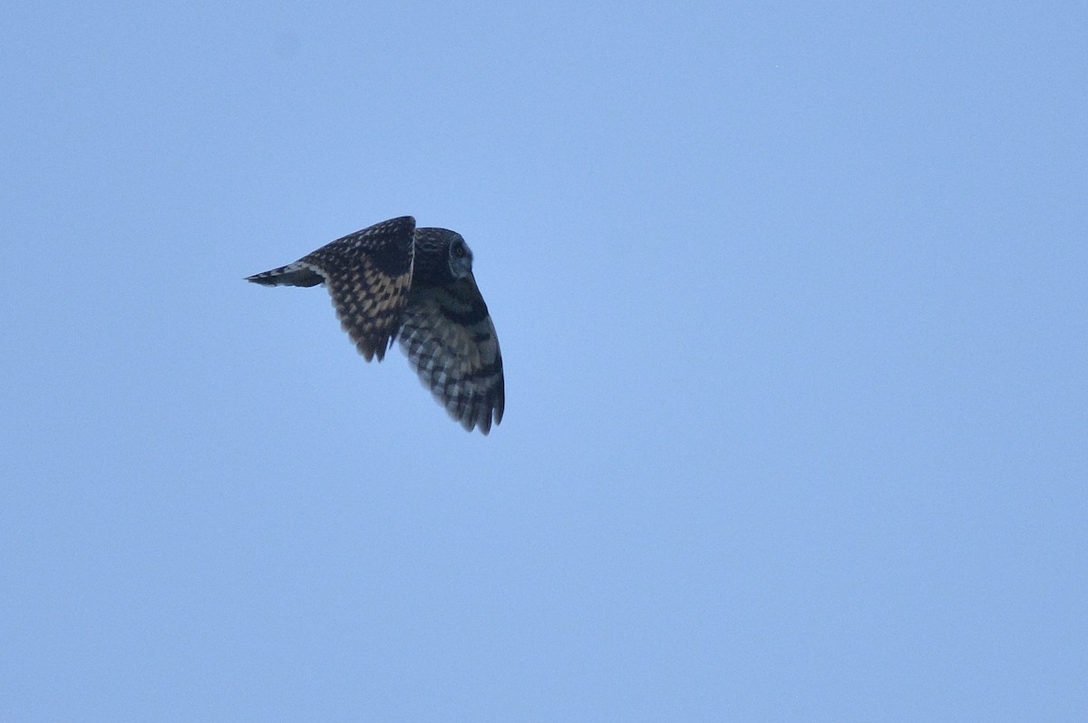 Short-eared Owl (Northern) - ML588590081