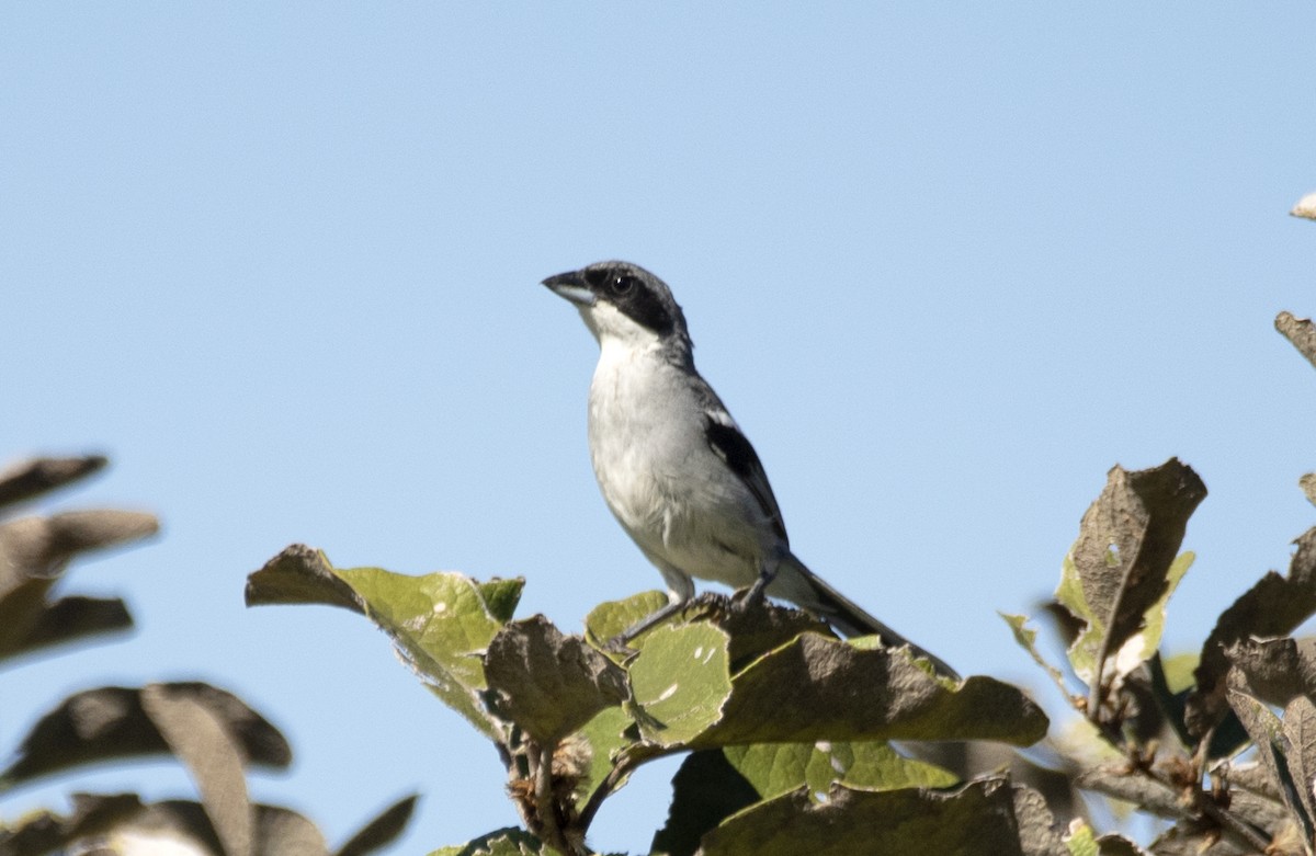 White-banded Tanager - ML588590461
