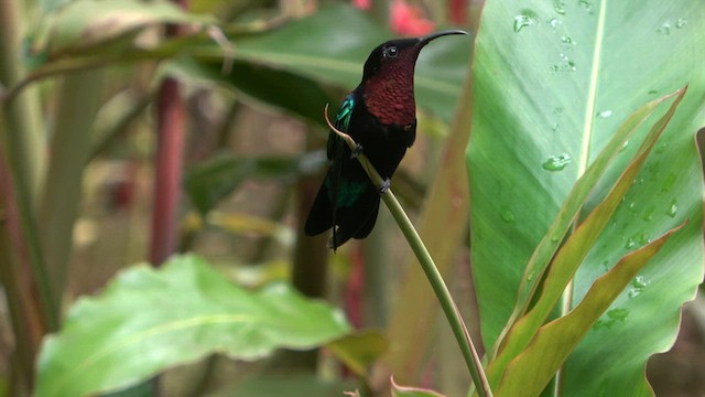 kolibřík nachovohrdlý - ML588590491