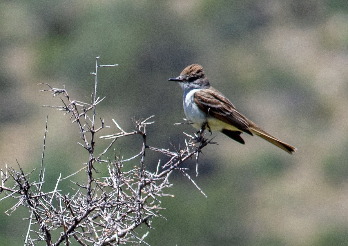 Ash-throated Flycatcher - Mark and Holly Salvato