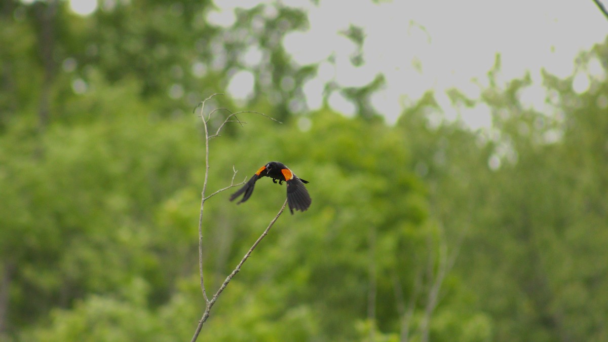 Red-winged Blackbird - ML588592231