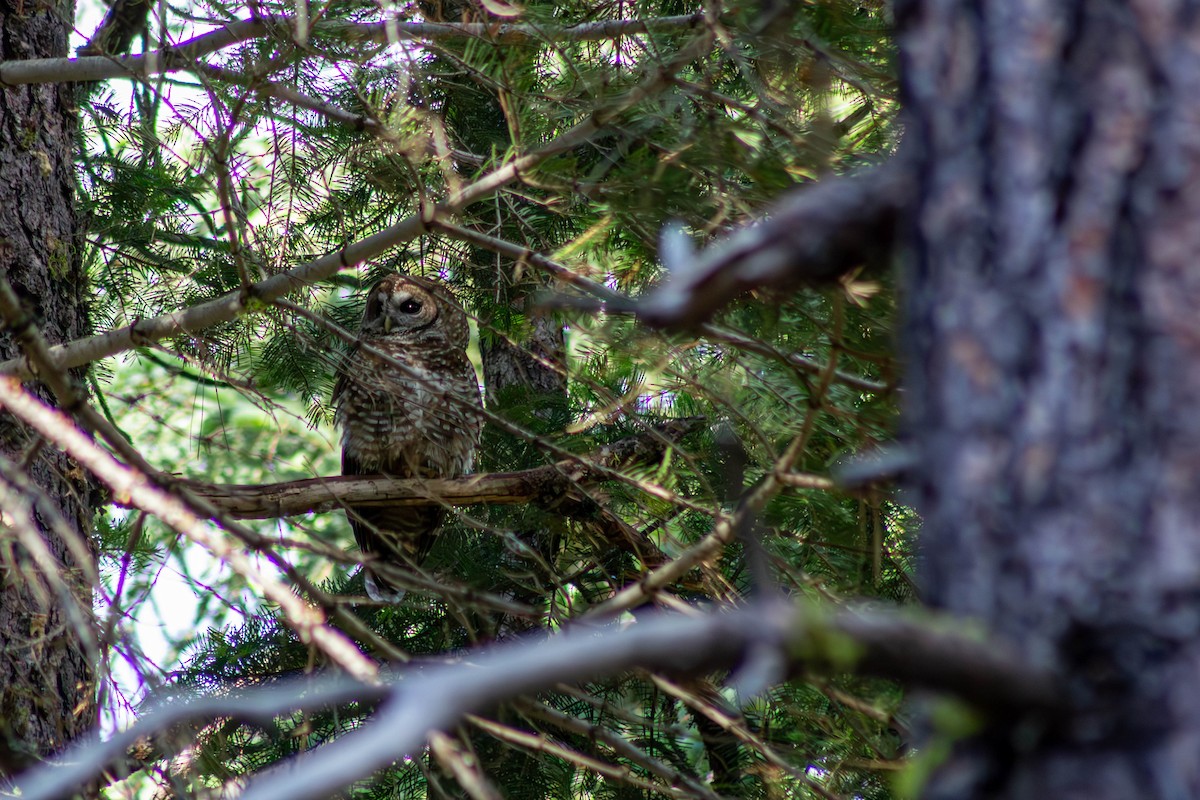 Spotted Owl - ML588597061