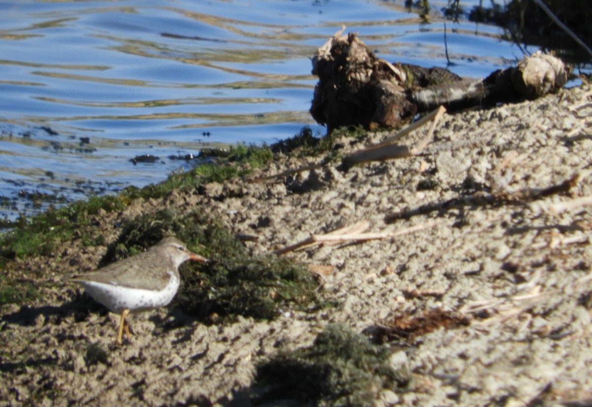 Spotted Sandpiper - Yvonne Burch-Hartley