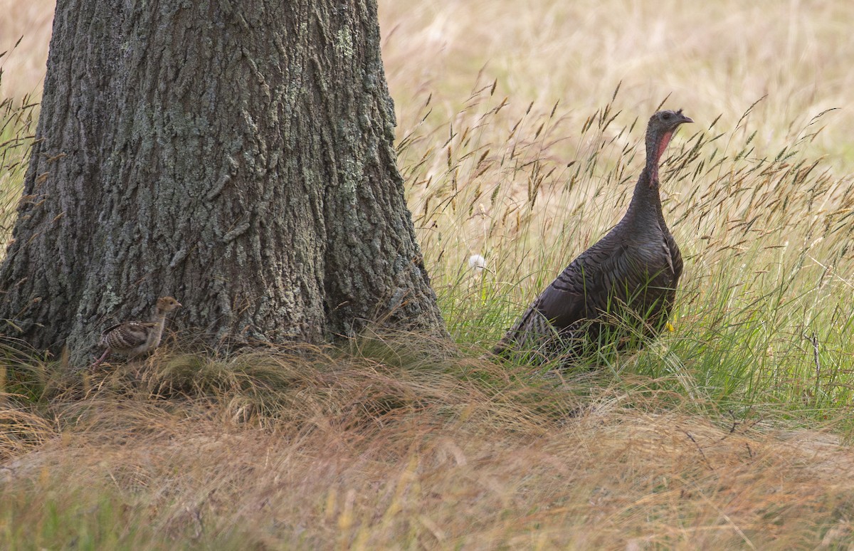 eBird Checklist 26 Jun 2023 Heckscher SP, East Islip 1 species