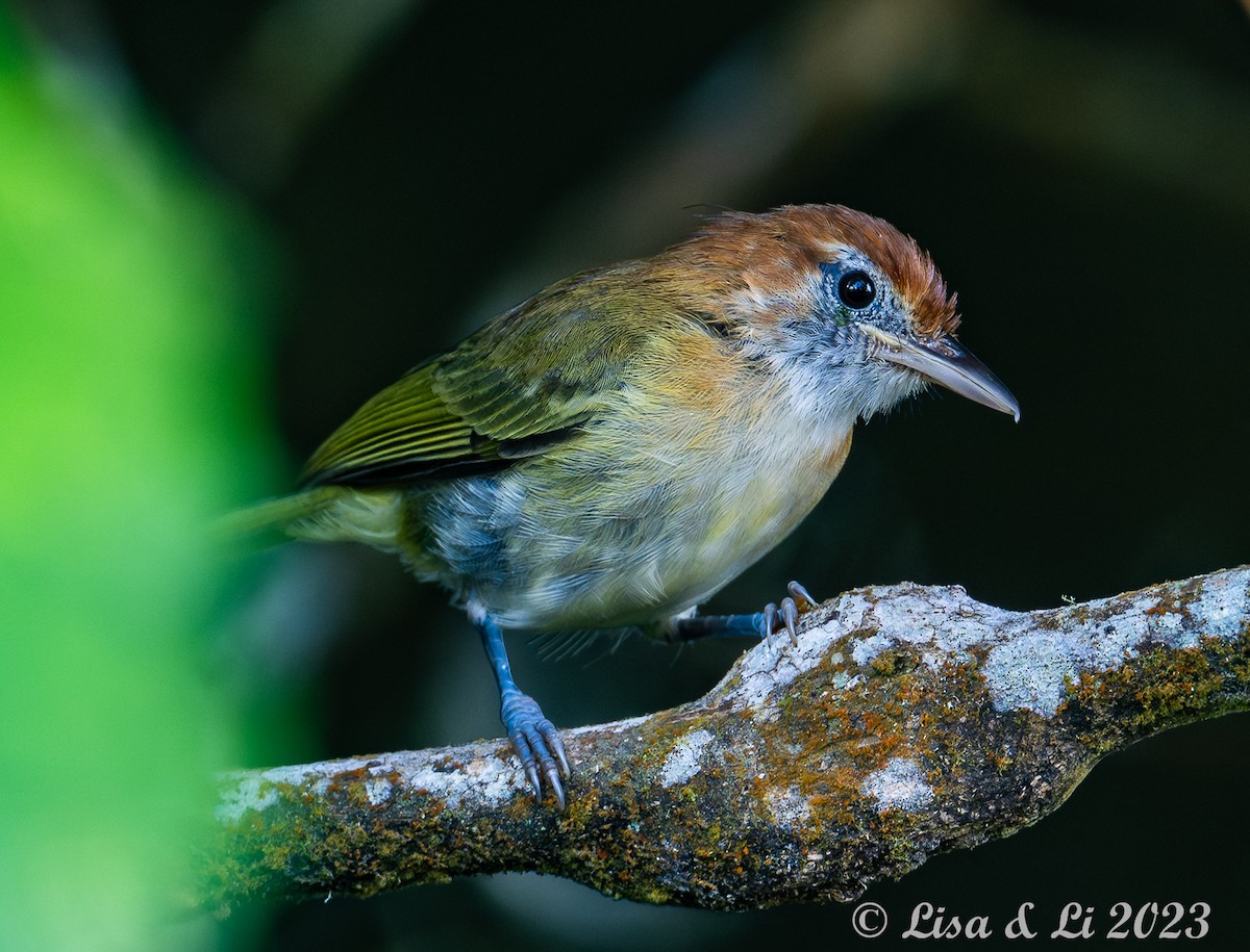 Rufous-naped Greenlet - ML588616861