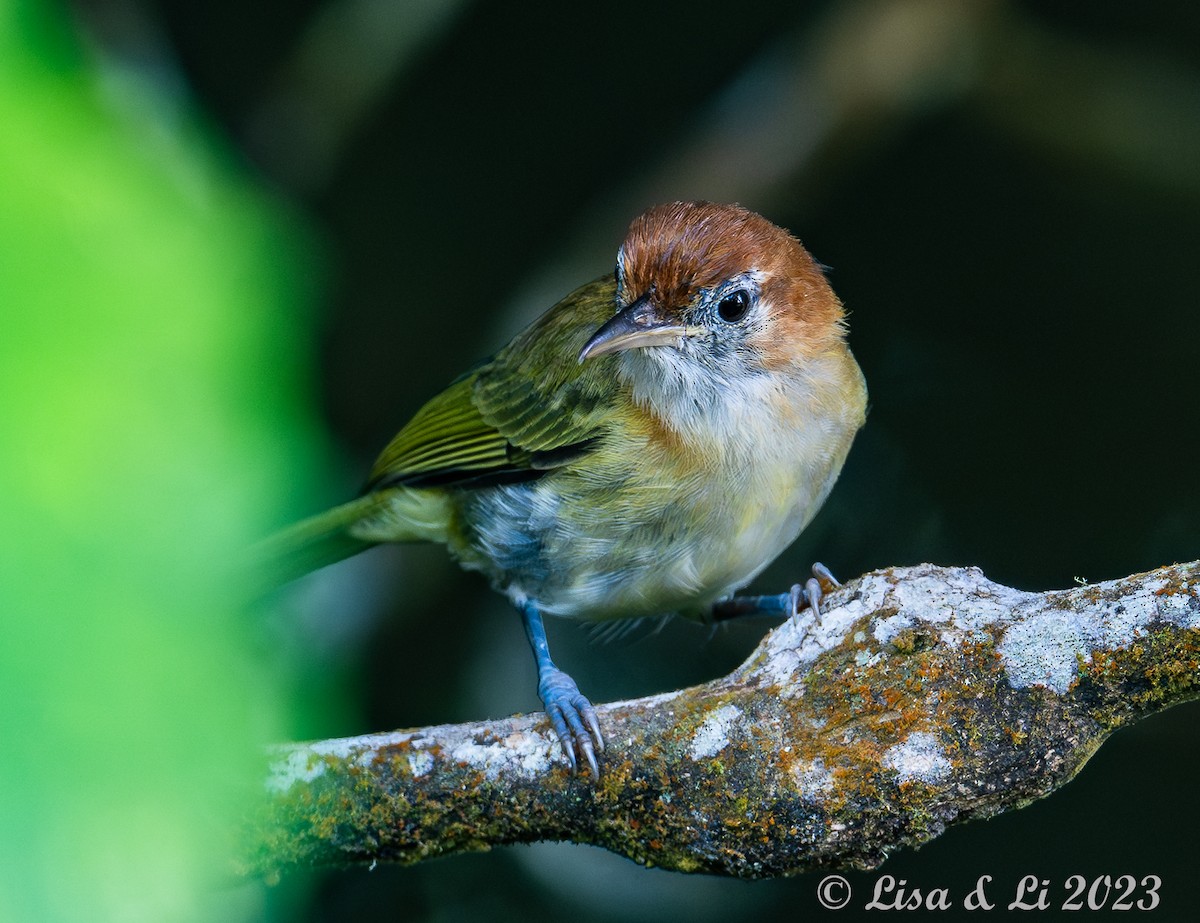 Rufous-naped Greenlet - ML588616871