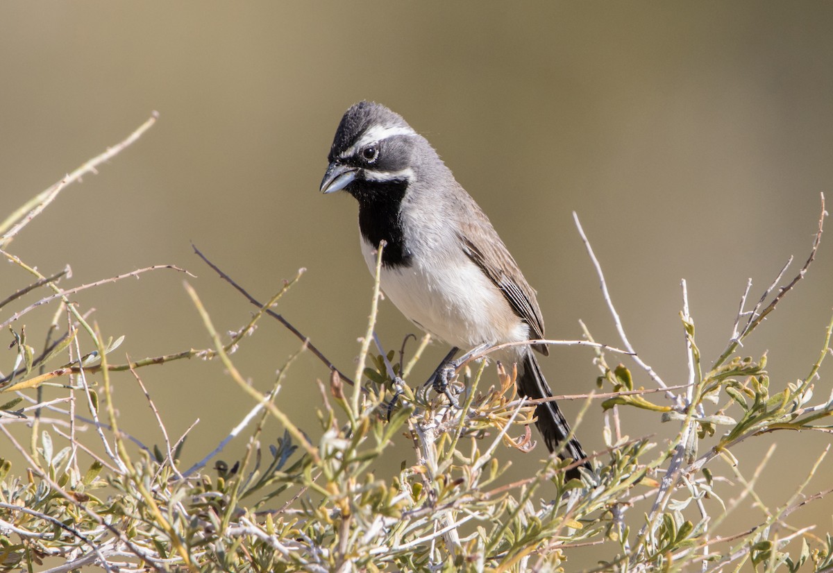 Black-throated Sparrow - ML588618351