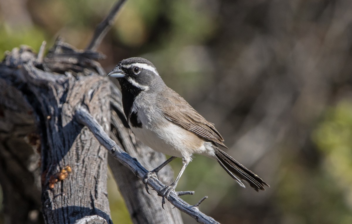 Black-throated Sparrow - ML588618371