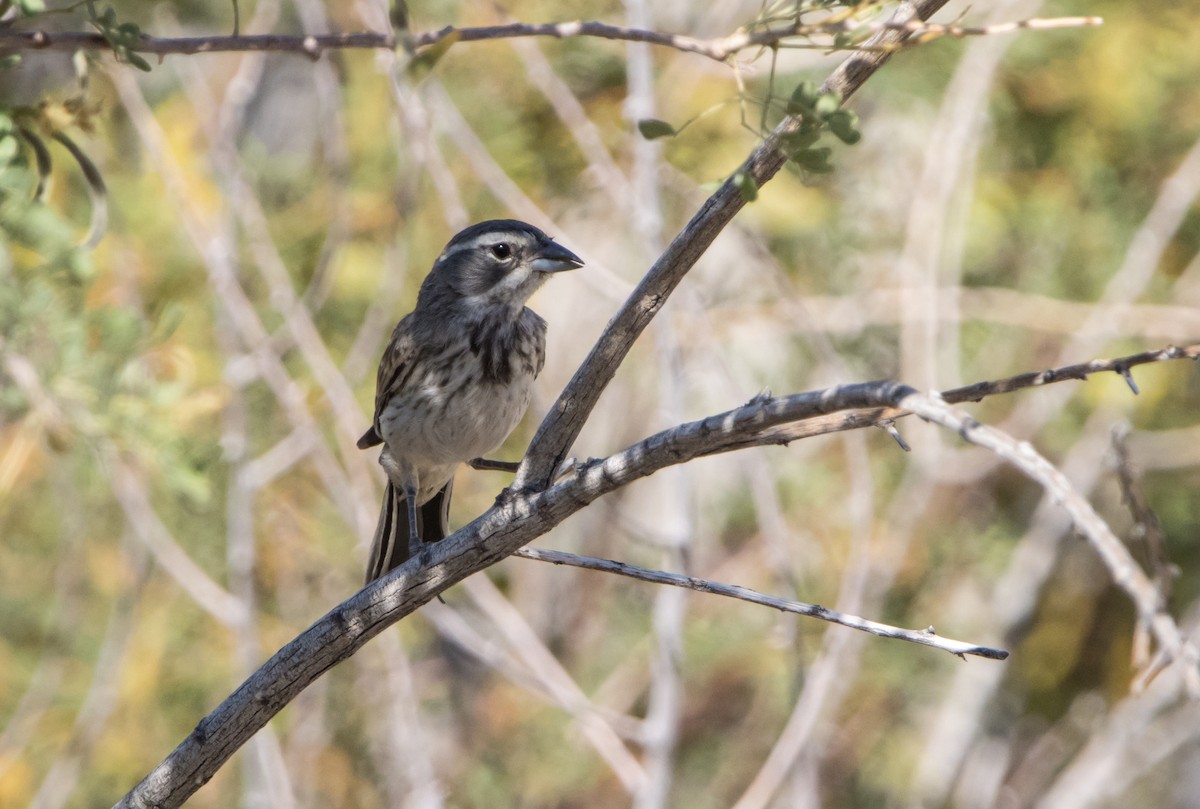 Black-throated Sparrow - ML588618431