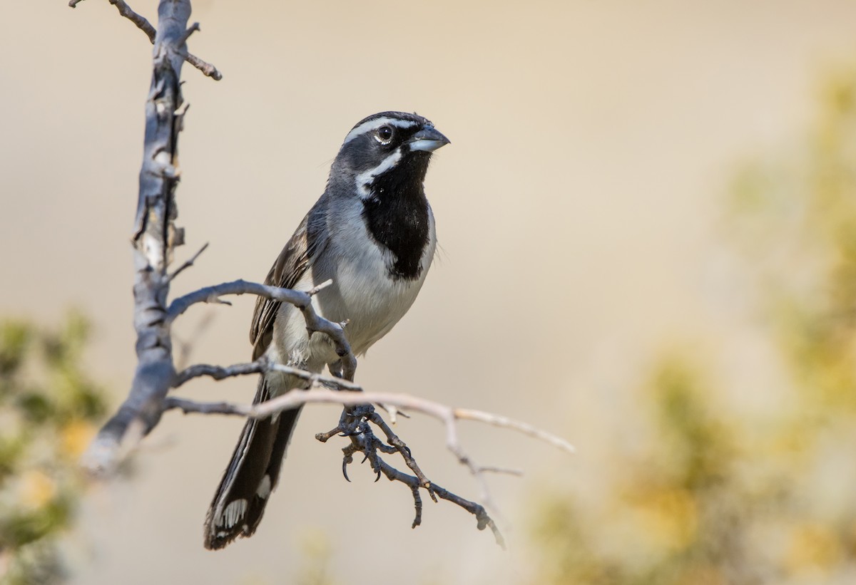 Black-throated Sparrow - ML588618451
