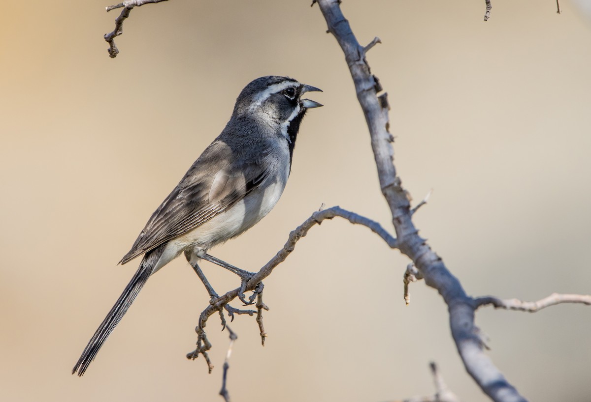 Black-throated Sparrow - ML588618591