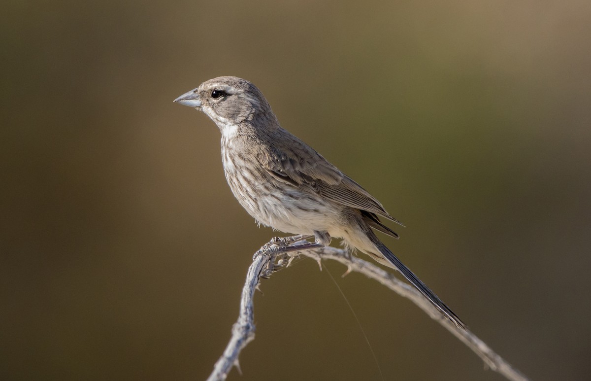 Black-throated Sparrow - ML588618611