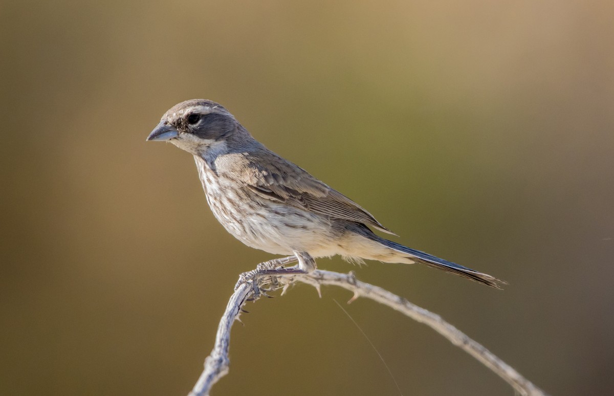 Black-throated Sparrow - ML588618631