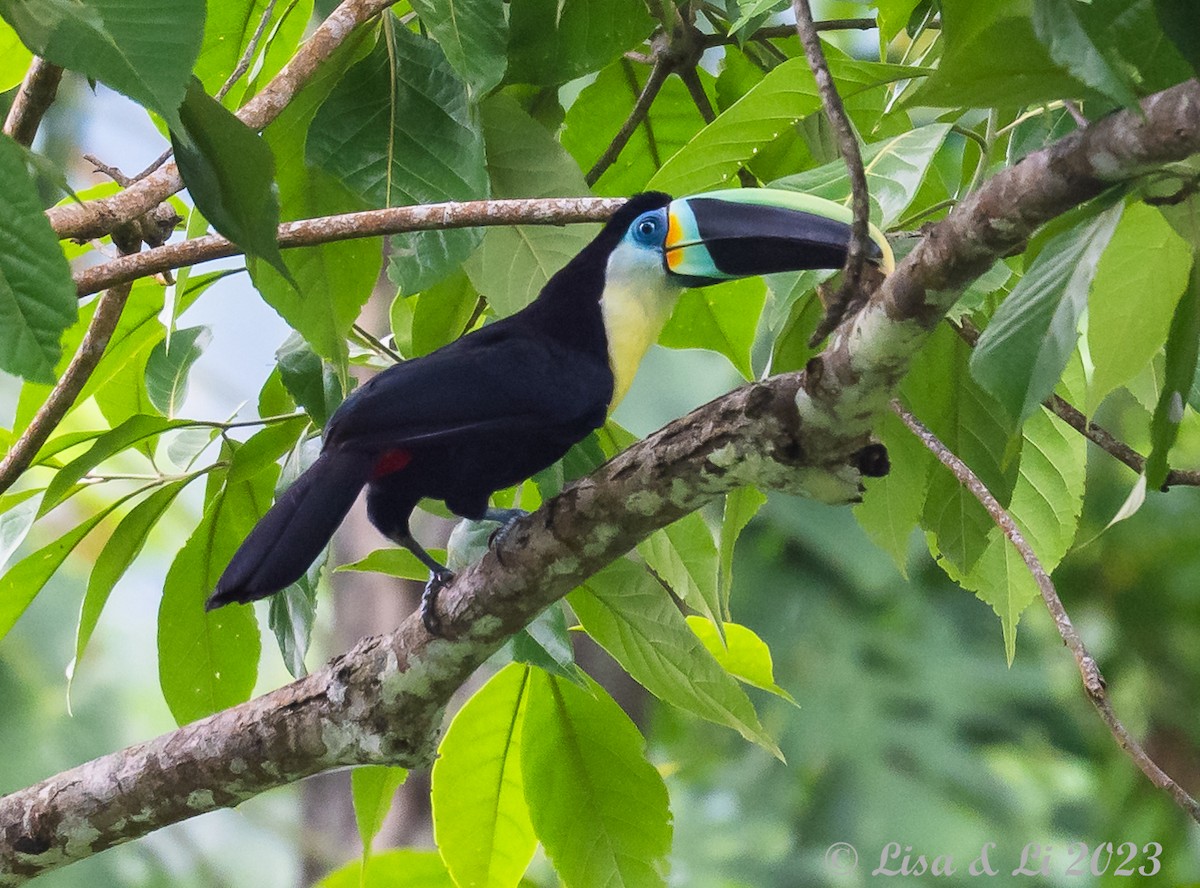 Channel-billed Toucan (Citron-throated) - ML588619711