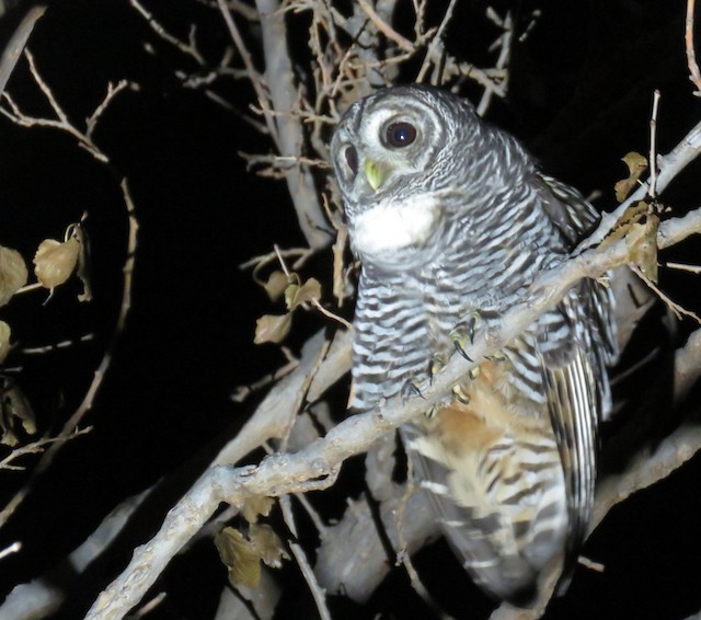 Chaco Owl eBird